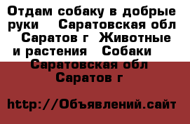 Отдам собаку в добрые руки. - Саратовская обл., Саратов г. Животные и растения » Собаки   . Саратовская обл.,Саратов г.